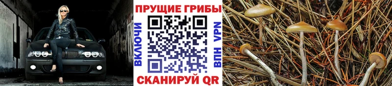 hydra онион  Касимов  Псилоцибиновые грибы Magic Shrooms 